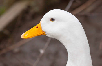 Pekin Duck - Kostenloses image #290997